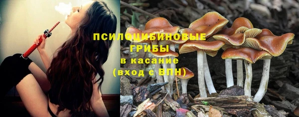прущие грибы Елизово