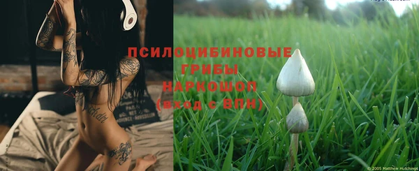 прущие грибы Елизово